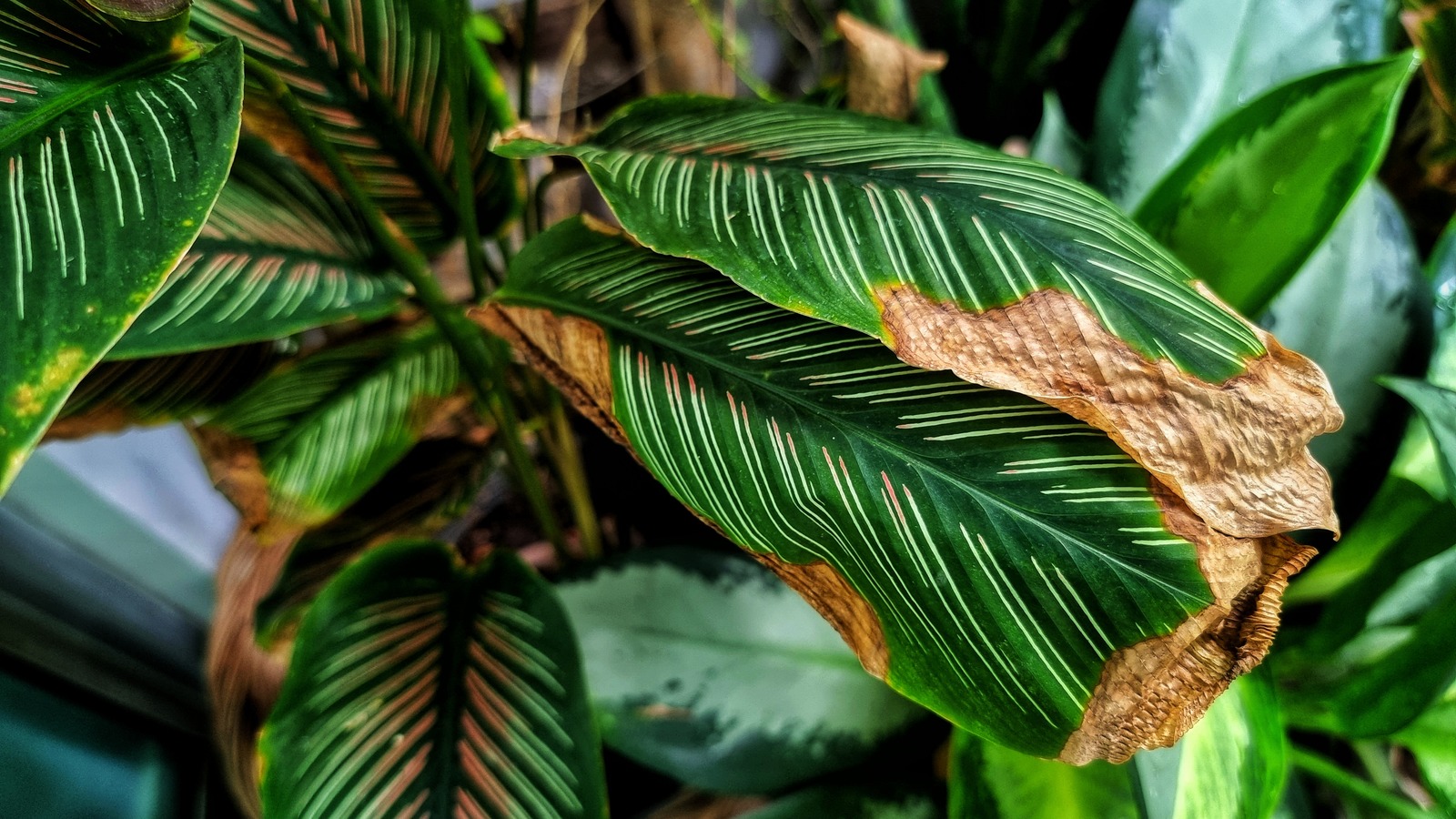 Brown,Disease,On,Calathea,Leaves.