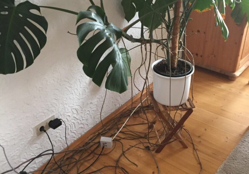 viele-Luftwurzeln-1024x1024