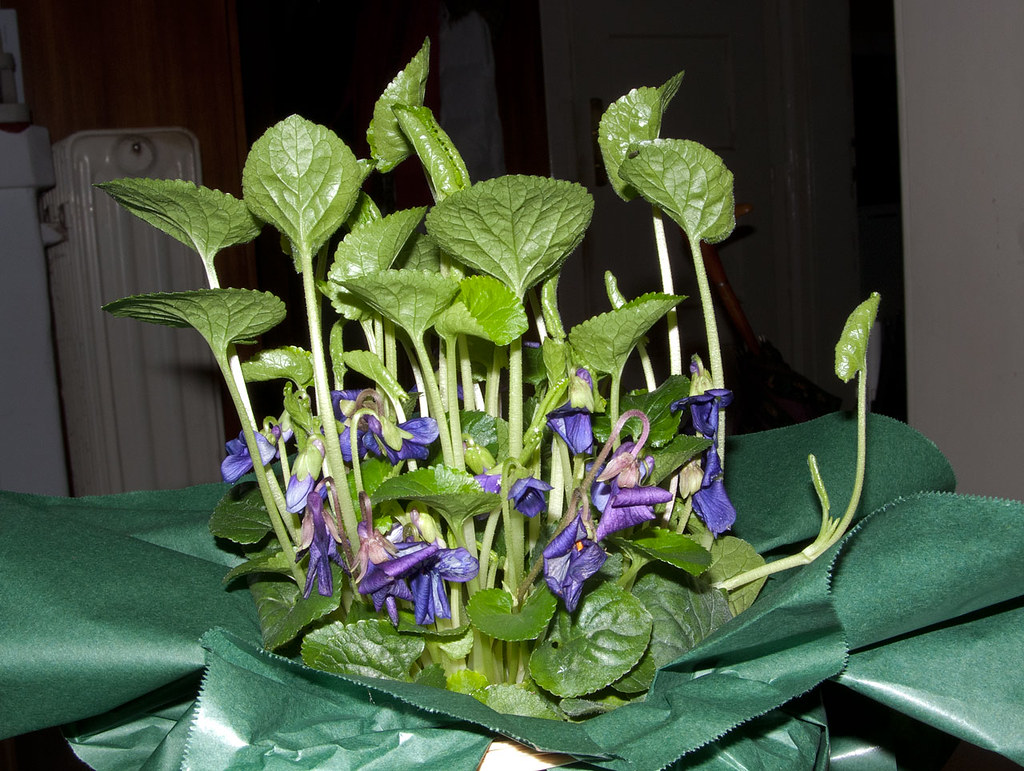 8488967598_b6cff2a816_b