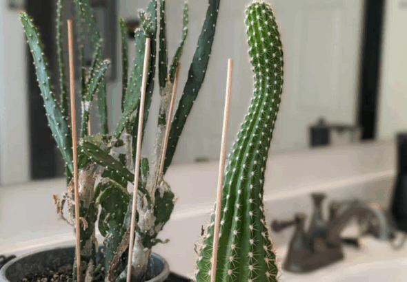 Cannabis Artikel Headerbilder