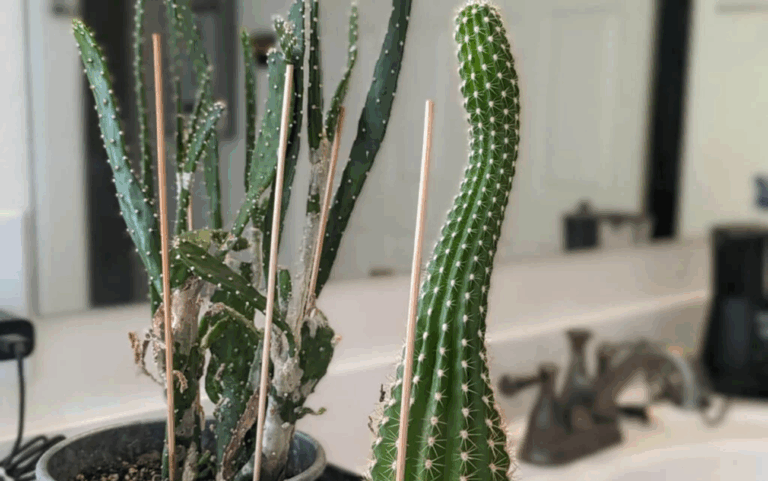 Cannabis Artikel Headerbilder