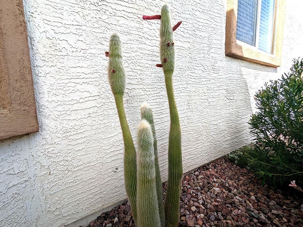 torch-cactus