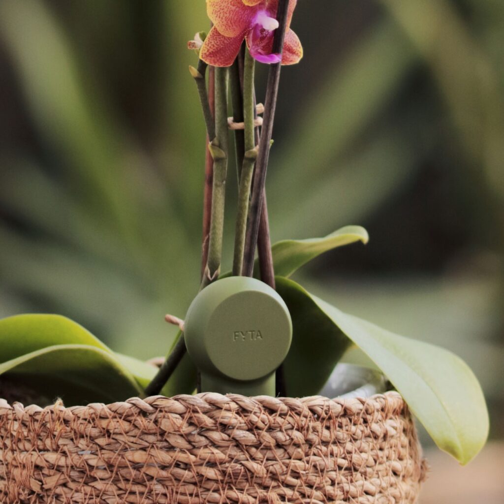 mini-beam-orchidee-square