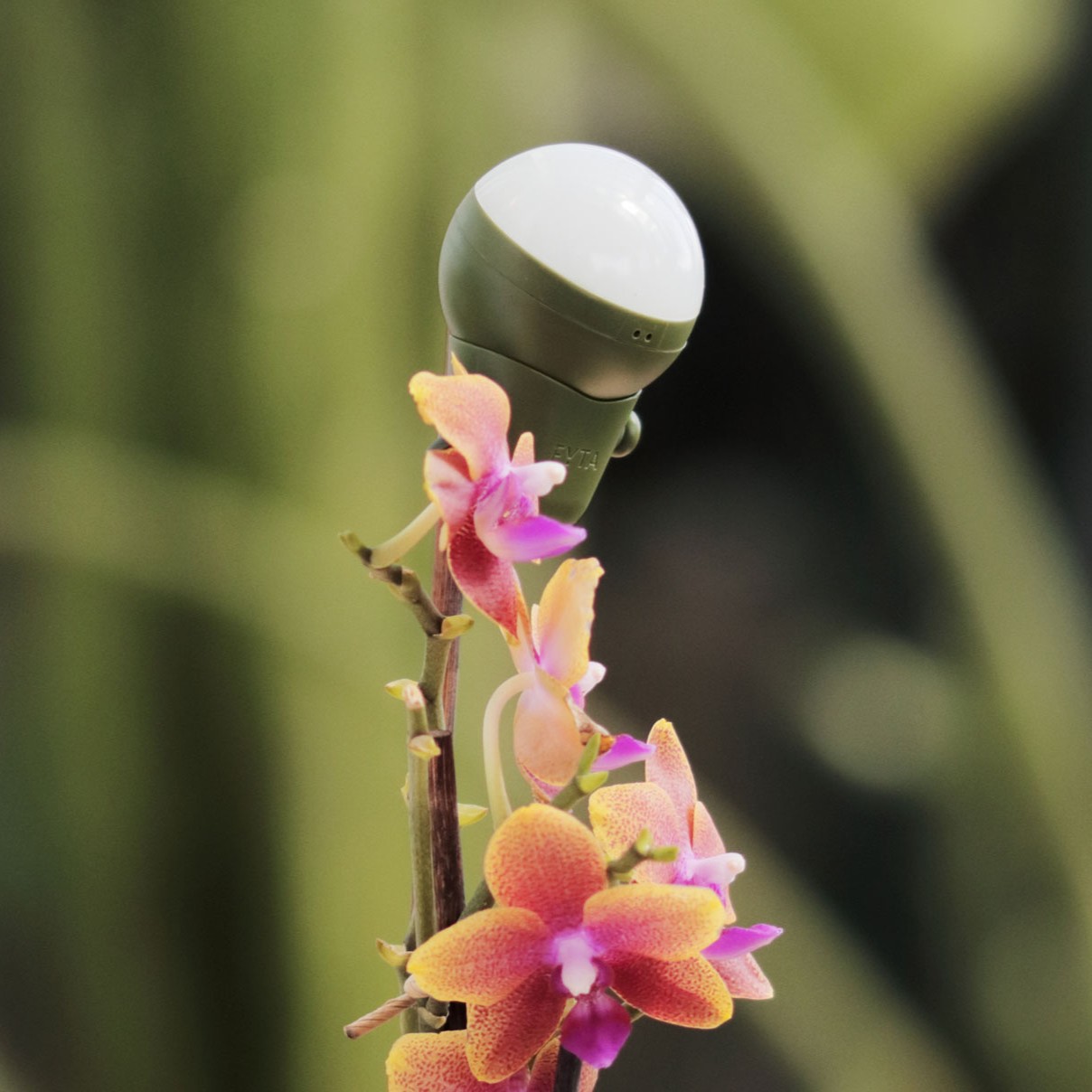 mini-beam-orchidee-square(1)