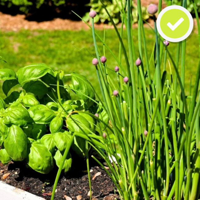 Basilikum & Schnittlauch