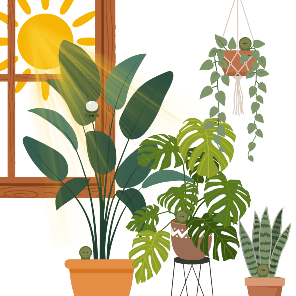 Pflanzengruppe_Sonne