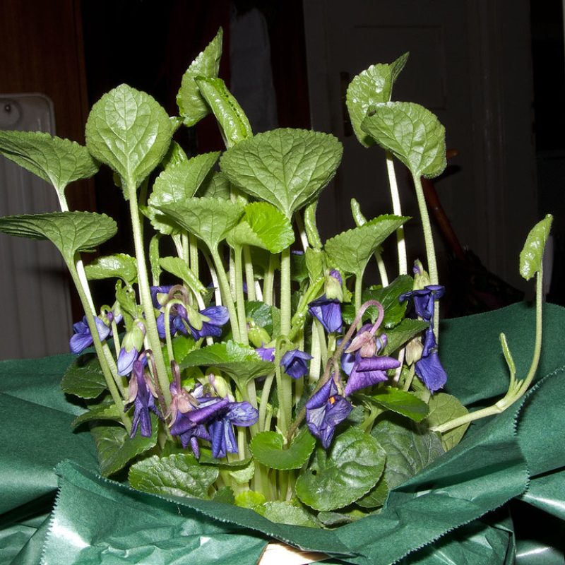 8488967598_b6cff2a816_b