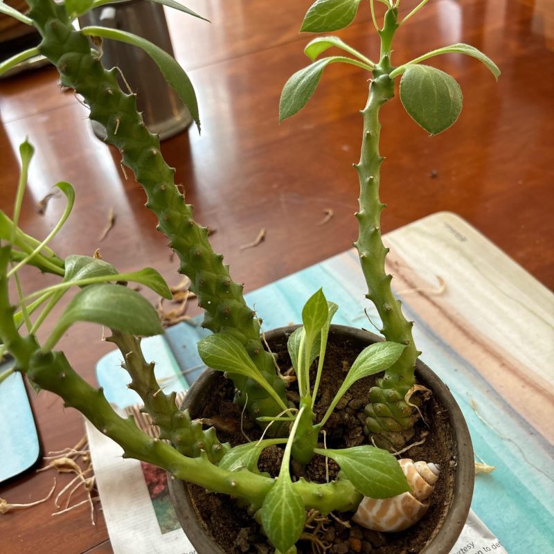 is-this-etiolation-how-can-i-keep-this-plant-happy-v0-xed62xvge8md1