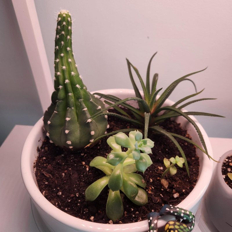 my-cactus-succulents-thrived-after-etiolation-removal-v0-411hzo0nn6he1