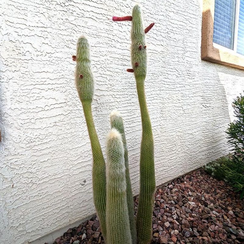torch-cactus